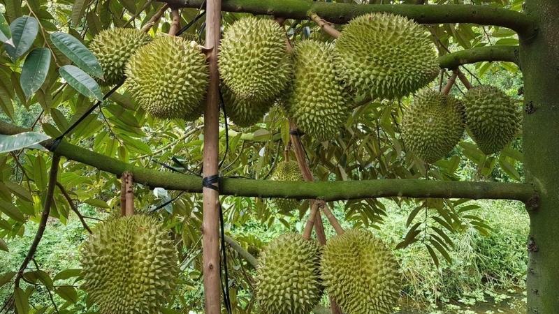 Mùa sầu riêng tháng mấy