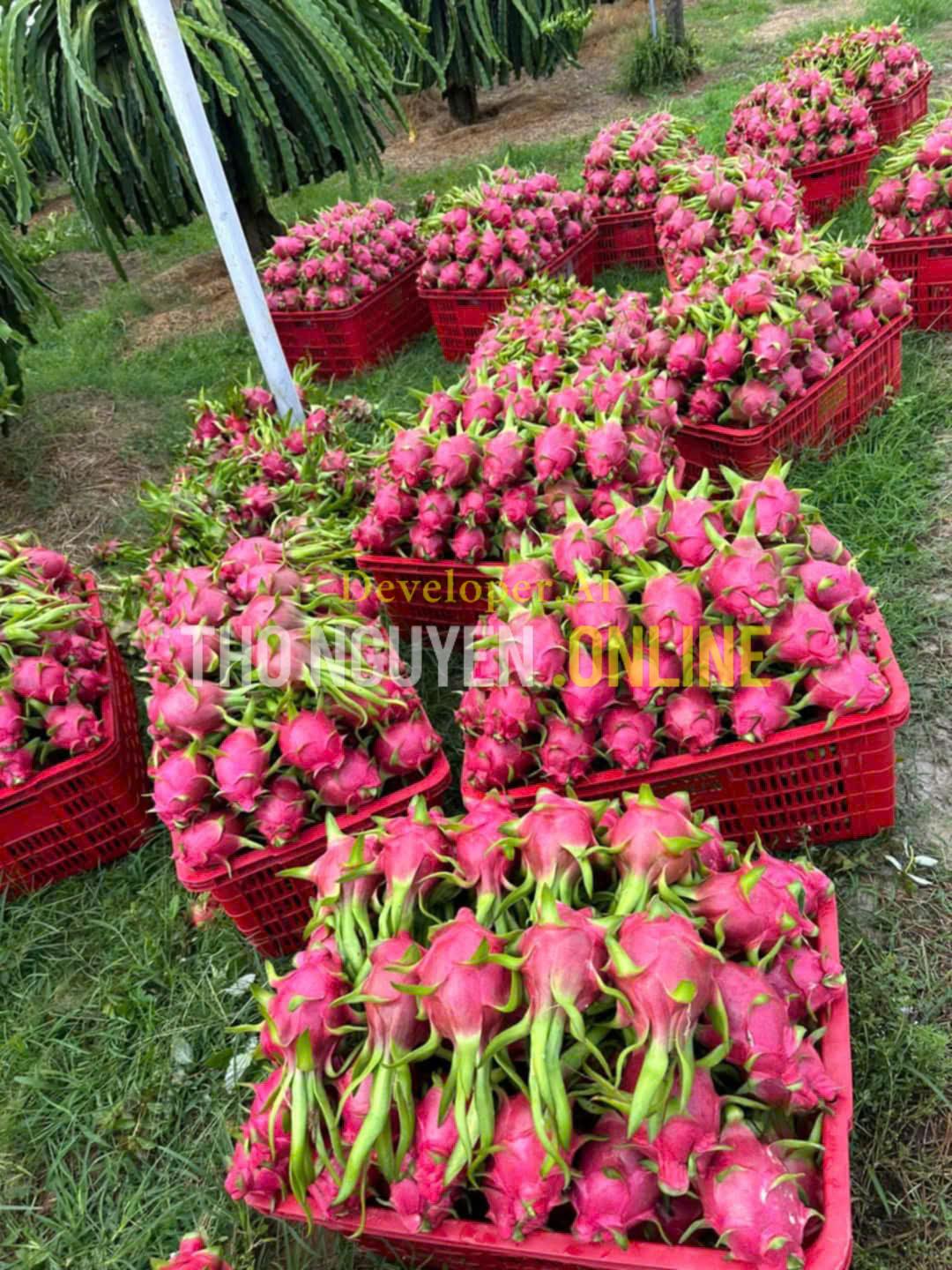 trái thanh long xuất khẩu - DINHTHO.COM.VN