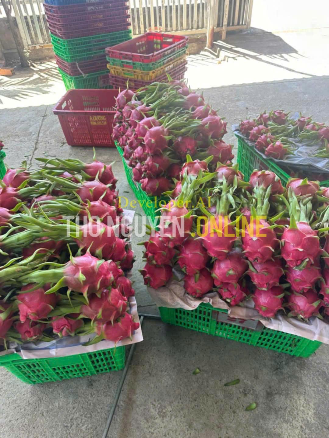 Nhãn Bắp Cải (Thanh Nhãn) Là Gì? Giá Bán Sỉ Mới Nhất