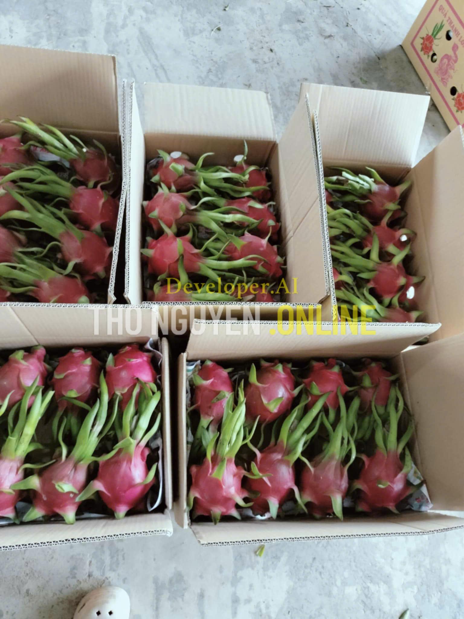 Vô thùng thanh long xuất khẩu