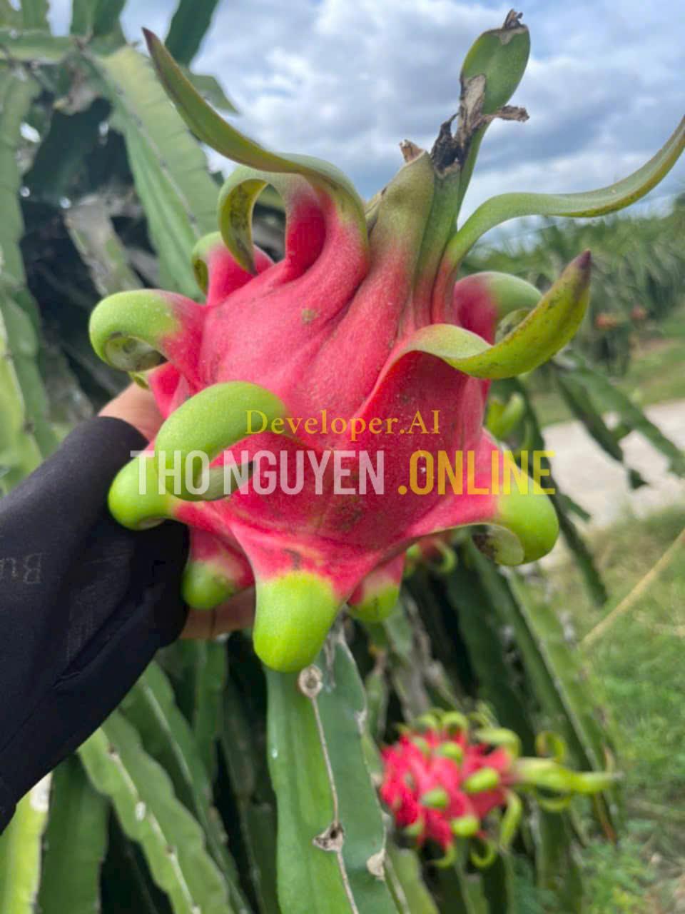 Trái thanh long ruột đỏ - Tại vườn