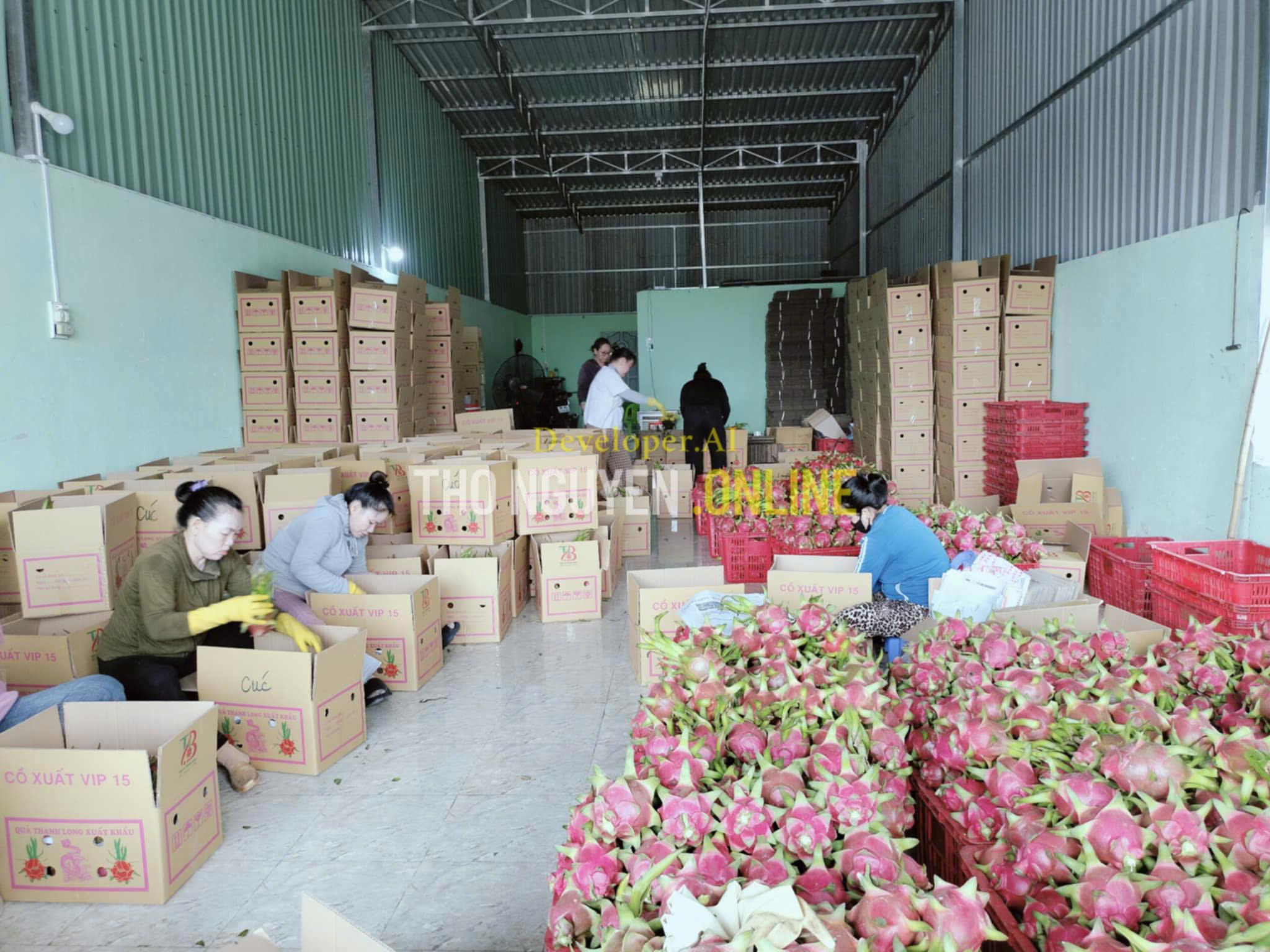 Hình Ảnh Đóng gói - giá thanh long xuất khẩu