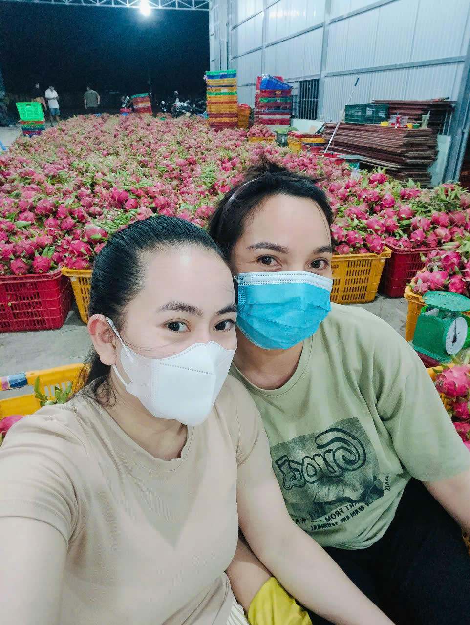 Báo giá thanh long ruột đỏ Bình Thuận hôm nay